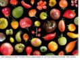 /album/tomaten/kopie-2-von-tometen-sorten-alle-jpg/